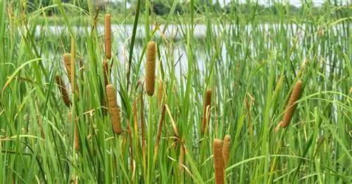 Рогоз узколистный