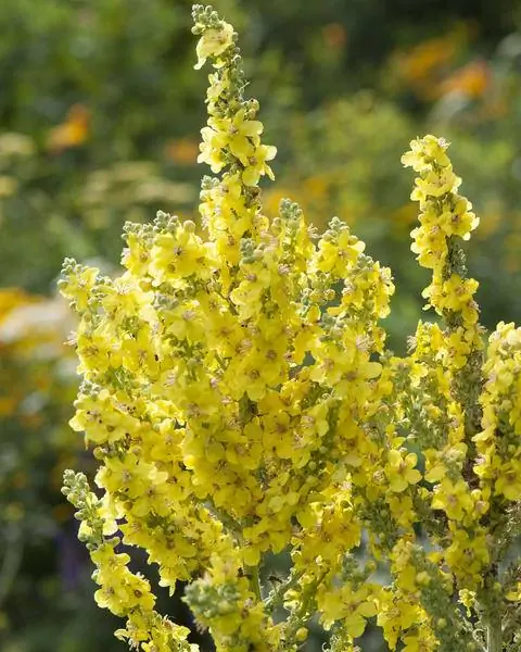 Цветы канделябры коровяк