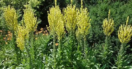 Канделябр Коровяк