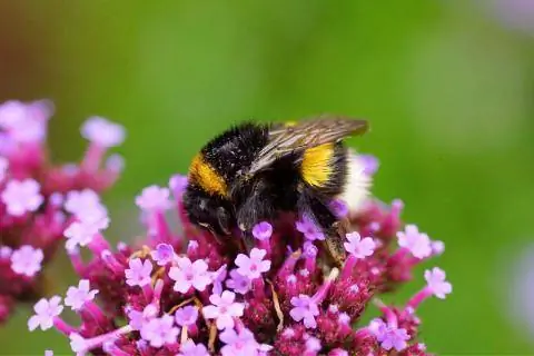 Пчела сидит на цветке