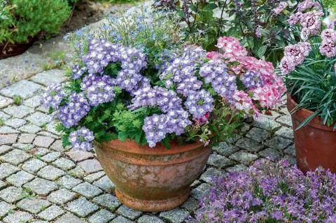 Различные глаголы в ведрах