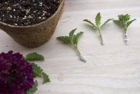 головные черенки