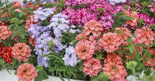 Вербена, Вербена