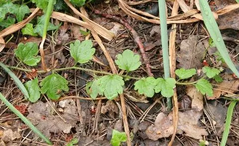 Побеги вероники многолистной