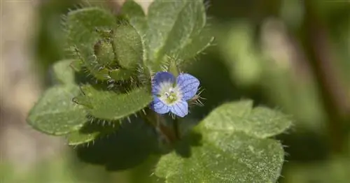 Вероника из листа плюща
