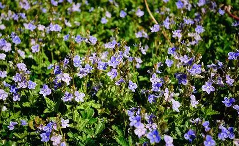 Персидская вероника