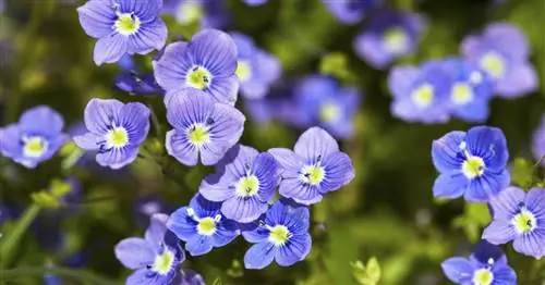 Персидская вероника