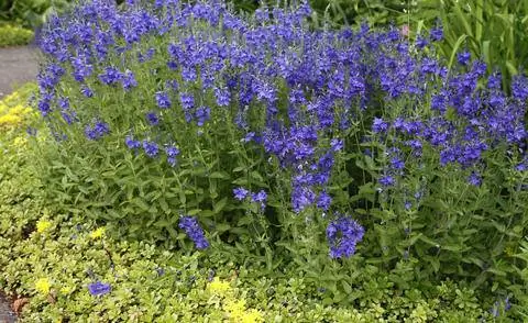 Veronica teucrium 'Bright Blue' и очиток
