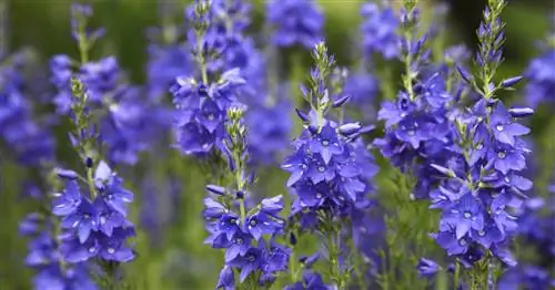 Почетный главный приз