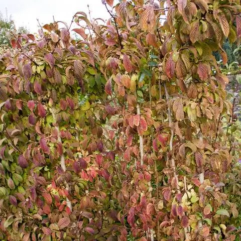 Осенние краски снежка Bodnant 'Dawn'