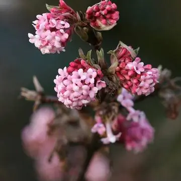 Bodnant Snowballs 'Рассвет'