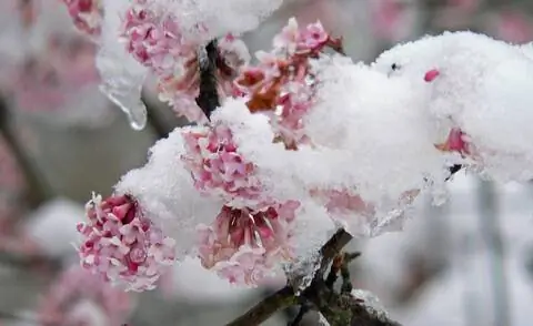 Цветы калины Bodnant со снегом