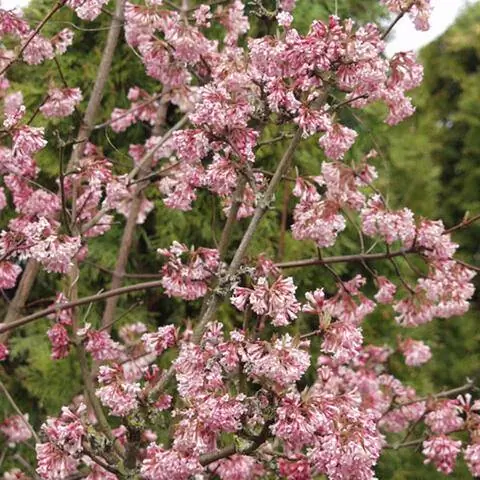 Боднант Снежок 'Рассвет'