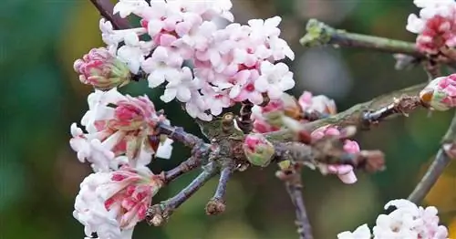 Зимний снежок, Бодрящий снежок
