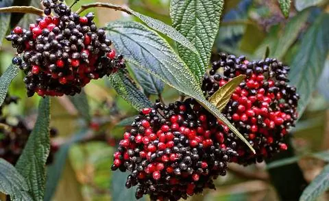 Соплодия калины шерстистой