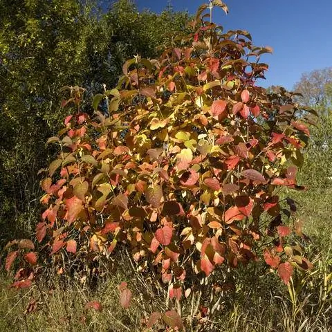 Шерстяной снежок с осенними красками