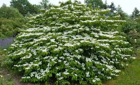 цветущий ярусный снежок