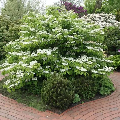 Японский снежок (Viburnum plicatum 'Mariesii')