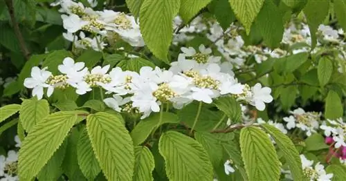 Японский снежок, многоуровневый снежок