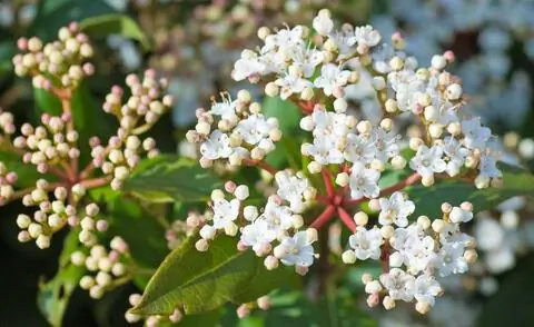 Цветение средиземноморского снежного кома