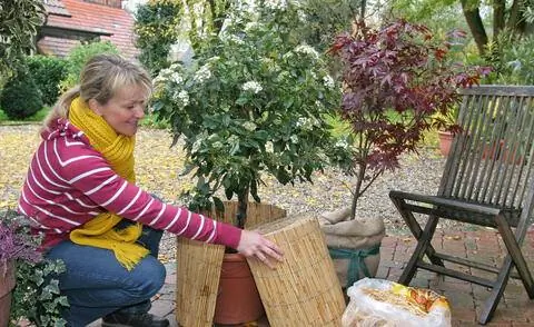 Зимняя защита для средиземноморского снежного кома