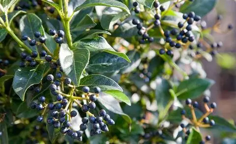 Средиземноморские плоды снежного кома