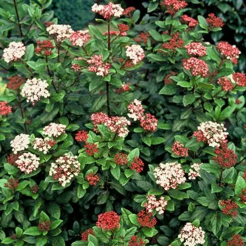 Средиземноморский снежный ком Viburnum tinus 'Gwenllian'