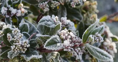 Средиземноморский снежный ком, лавровая калина