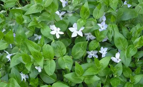 Барвинок большой 'Альба'