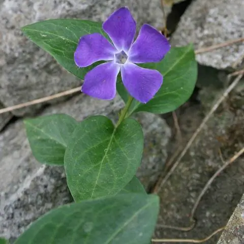 Большой барвинок, Vinca major