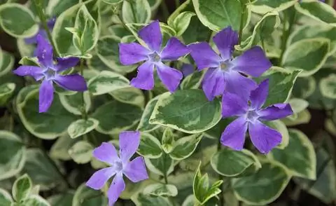 Барвинок большой 'Variegata'