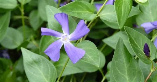 Большой барвинок