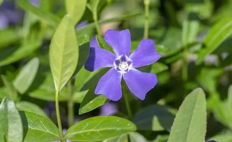 Барвинок малый (Vinca minor)