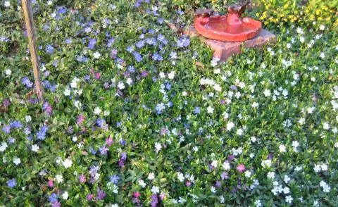 Малый барвинок Vinca minor