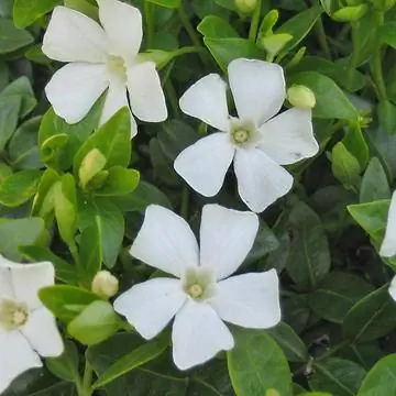 Винка минор 'Элиза'