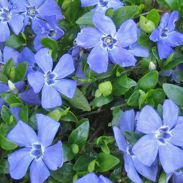 Винка минор 'Мари'