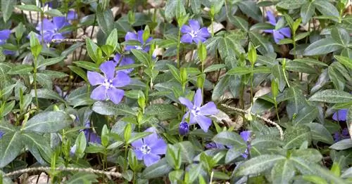 Барвинок маленький