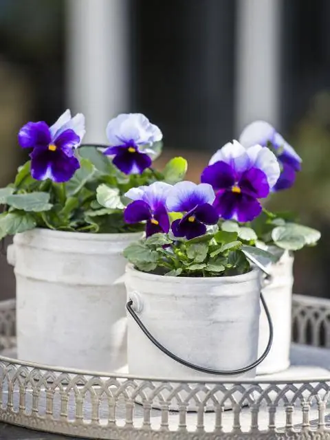 анютины глазки