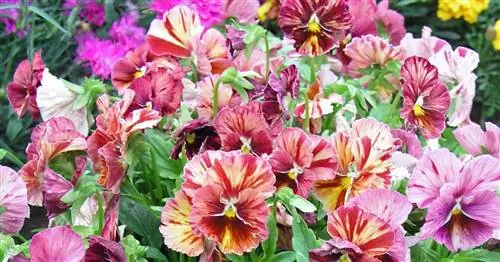 Садовые анютины глазки