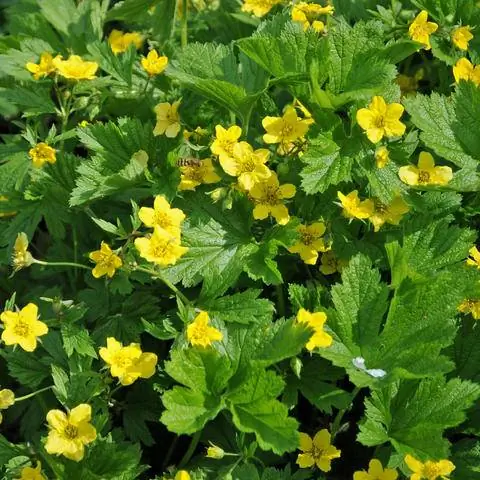 Кубок цветы золотой клубники