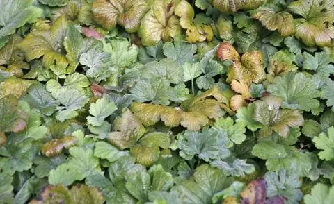 Плотный ковер из листьев золотой клубники