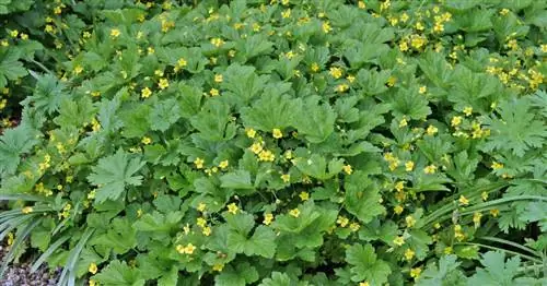 Золотая клубника