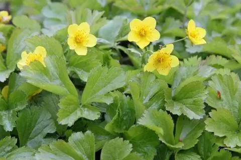 Цветы золотой земляники (Waldsteinia ternata)