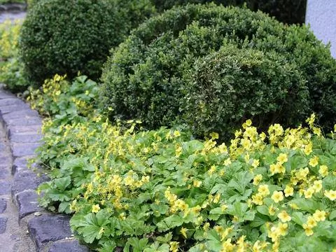 Кровать с самшитом и золотой клубникой ковра