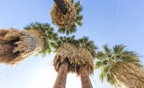 Калифорнийская пальма Вашингтона