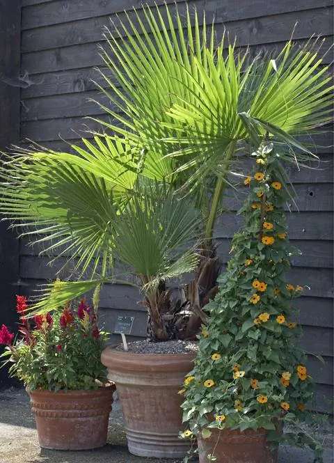 Калифорнийский Вашингтонплейм на террасе