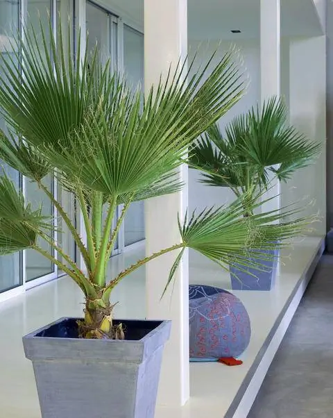 Комната с калифорнийскими пальмами Вашингтона