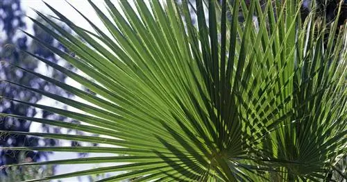 Калифорнийская пальма Вашингтон