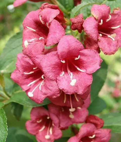 Вейгела 'Бристоль Руби'