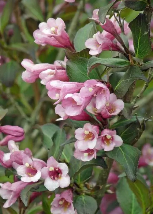 Вейгела 'Purpurea'